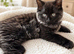 Stunning 4 Month Old Long Haired Male Kitten