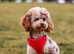 Stunning toy cockerpoo puppies