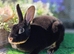 Mini rex Doe's looking for new homes.
