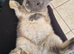 2 adorable Netherland Dwarf Blue otter sisters
