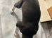 Bullkita female