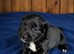 Cocker spaniel puppies