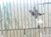 Goldfinch pairs
