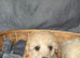 Beautiful Cream and white Toy Poodle 8 week old puppies. Ready to leave