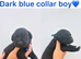 Chocolate/Yellow/Black KC Registered Labrador Retrievers