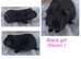 X5 baby girl guinea pigs