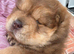 Chow chow boy