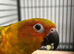 Hand Reared Baby Sun Conures
