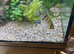 Pair of adult angelfish