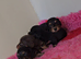LongHair mini dachshund pups