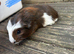 Guinea pigs ready now boys