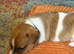 Jack Russell pupies