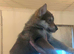 Wolfdogx husky hybrid x german shepherd