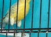 Young canaries