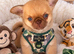 Chocolate fawn male chihuahua Thai lines