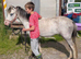 2yr Welsh a filly.