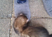 Hob ferret