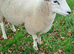 Young Lleyn Tup Looking for New Pastures