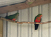Pair of Australian king