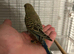 Hand reared budgies