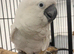Hand Reared Stunning Umbrella Cockatoo