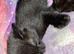 Beautiful boy kitten