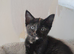 Tabby and tortie kittens