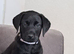 Stud Labrador