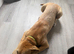 Wheaton bullgreyhound