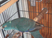 Kakariki bird for sale.