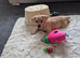 Puppy
