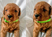 MINIATURE POODLE PUPPIES