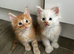 Full mainecoon kittens