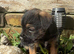 Border terrier boy pups