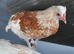 Polish Hybrid Female