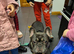 French bull