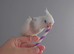 Hand reared silly tame DNA sexed baby cockatiels for reservation