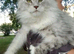Stunning Xl Mainecoon cub