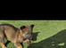 Working line German shepherd puppies