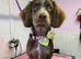 Beautiful boy for rehoming