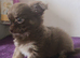 CHOCO & BLUE Fluffy Boy Looking for a 5★ Home!