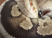 Royal python