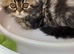 GCCF registered Pure Persian Kittens