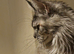 Poly maine coon kitten Tica reg
