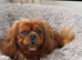 Adult Cavalier KC Spaniel Female