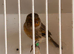 This year brown agate canary hen