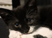 Beautiful mixed breed kittens for sale