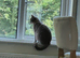 Lilac exotic British shorthair