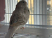Redrump platinum grey healthy and active