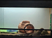 Bearded dragon Female + Viv full set up